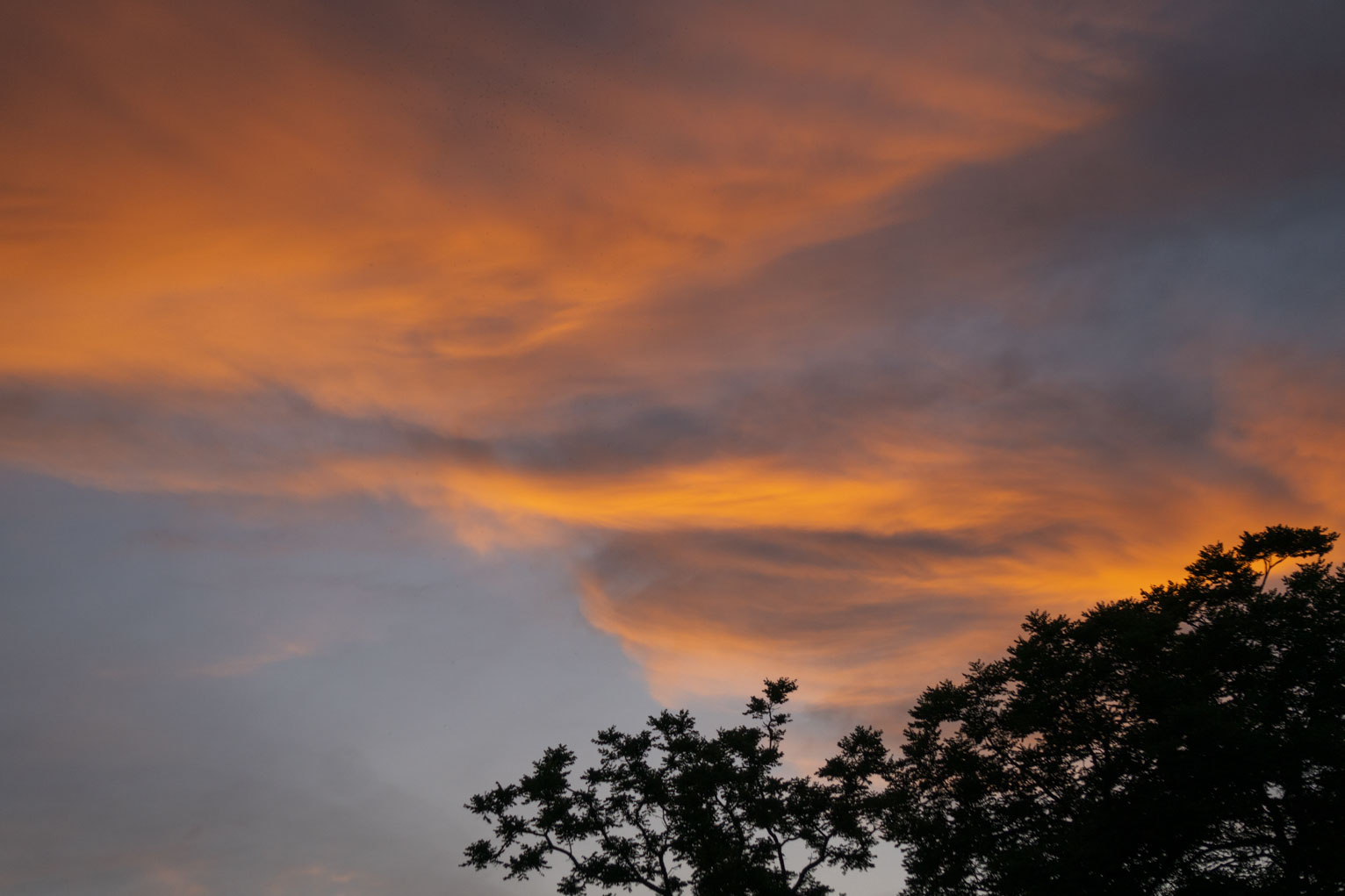 Smooth clouds lit by sunset, the silhouette of a tree in one corner